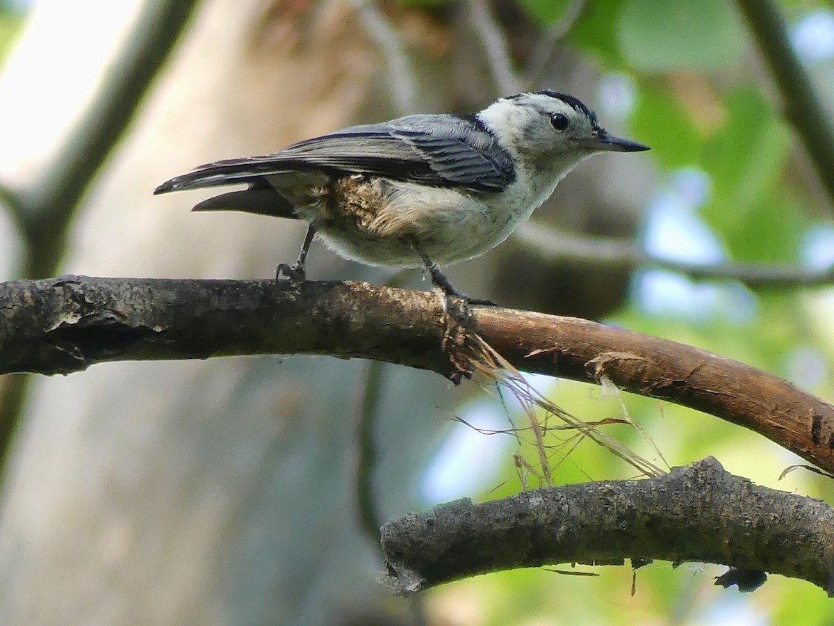 White-breasted Nuthatch - ML639666805