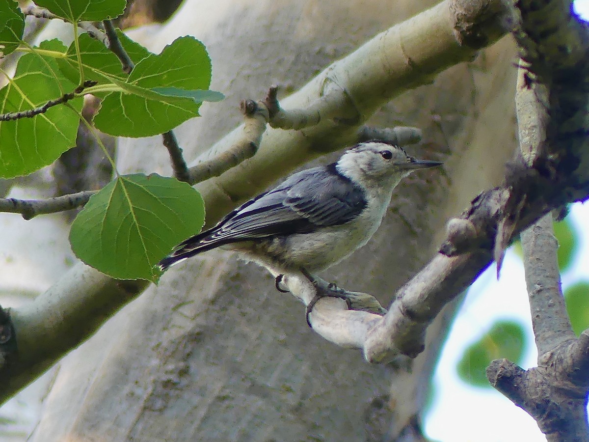 White-breasted Nuthatch - ML639666806