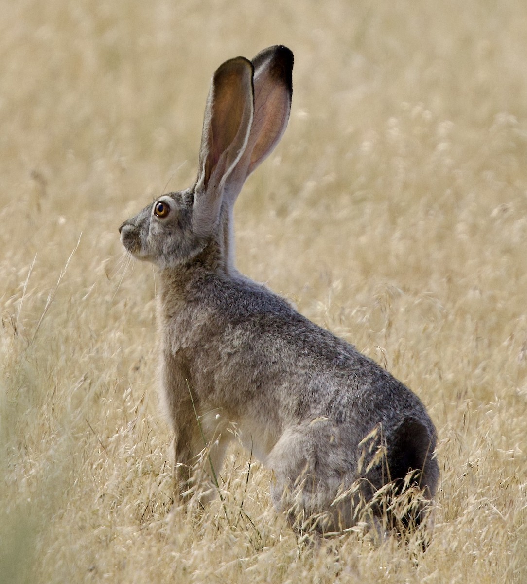 Black-tailed Jackrabbit - ML639666809