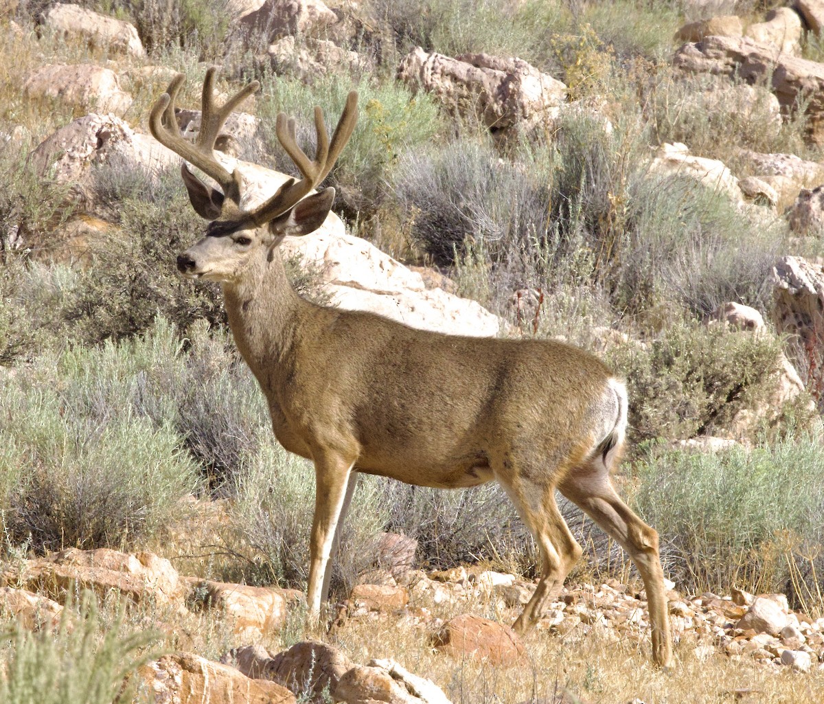 Mule Deer - ML639666810
