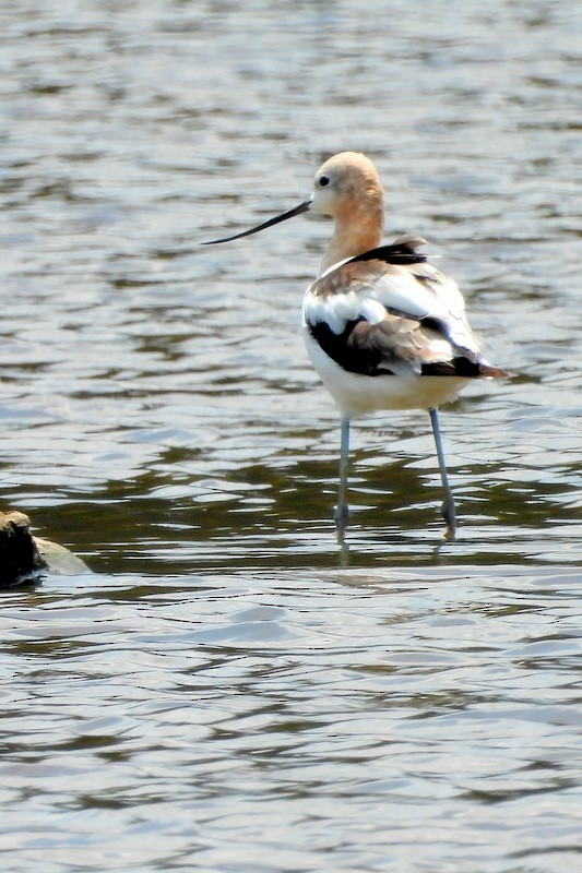 American Avocet - ML639666865