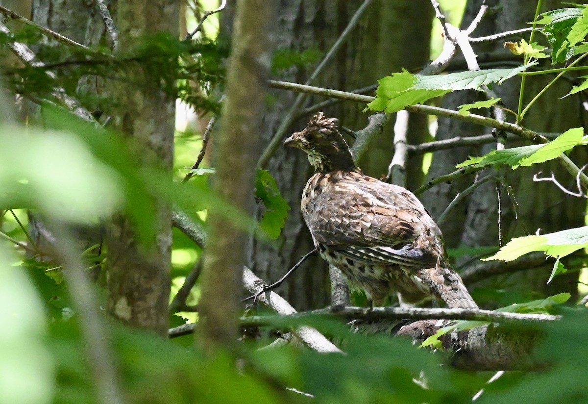 Ruffed Grouse - ML639666977