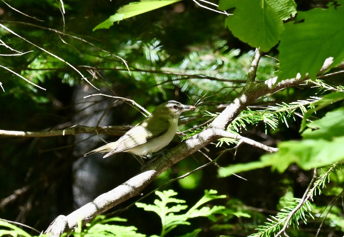 Red-eyed Vireo - ML639666987