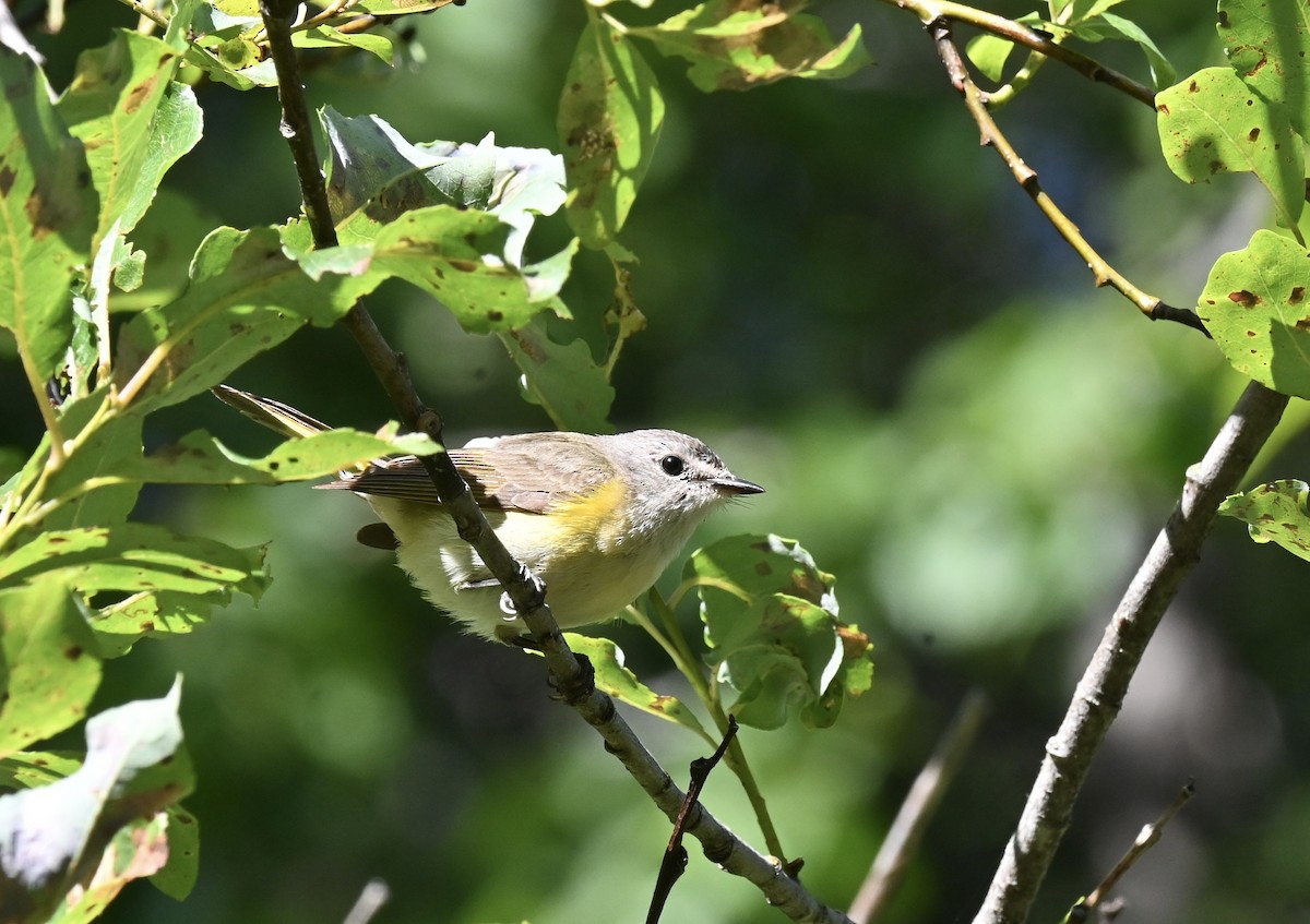 American Redstart - ML639666997