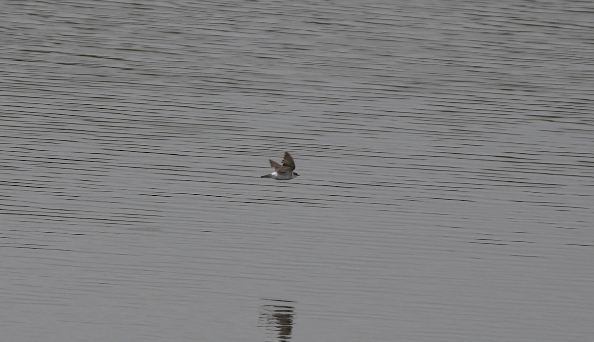 Mangrove Swallow - ML639667005