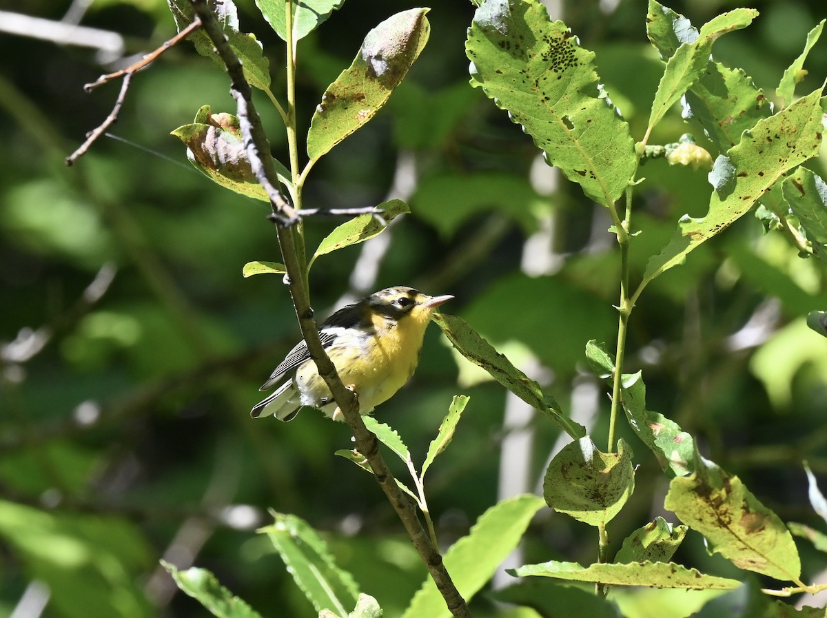 Blackburnian Warbler - ML639667006