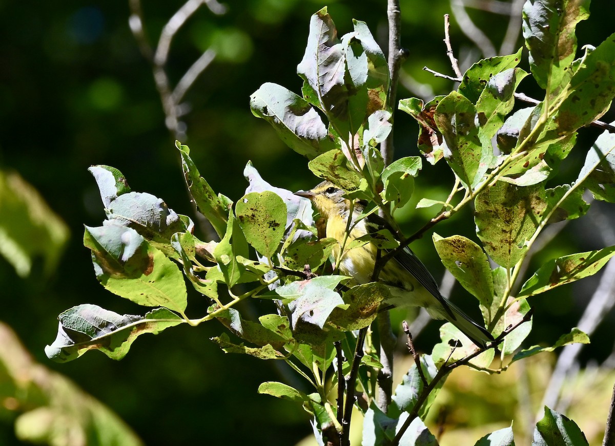 Blackburnian Warbler - ML639667007