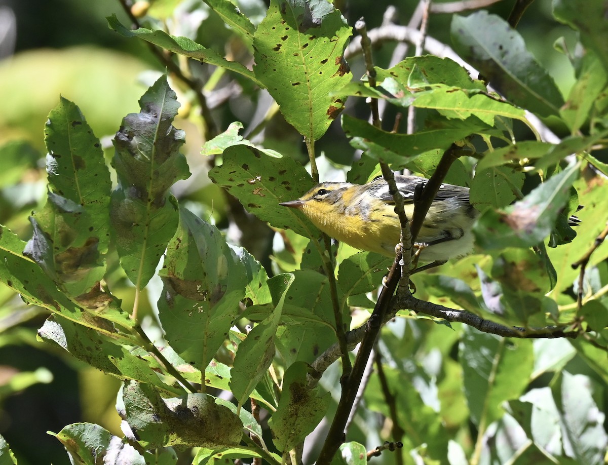 Blackburnian Warbler - ML639667008