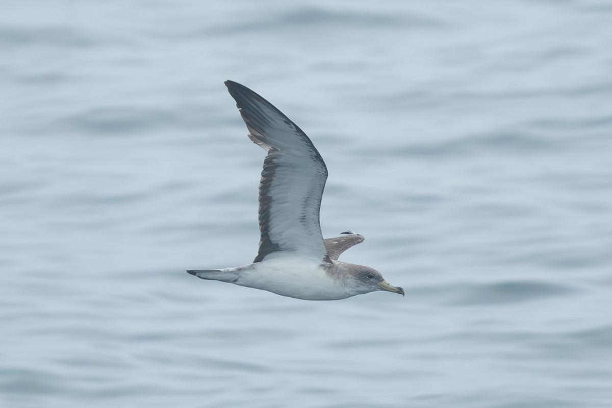 チチュウカイオニミズナギドリ - ML639667013