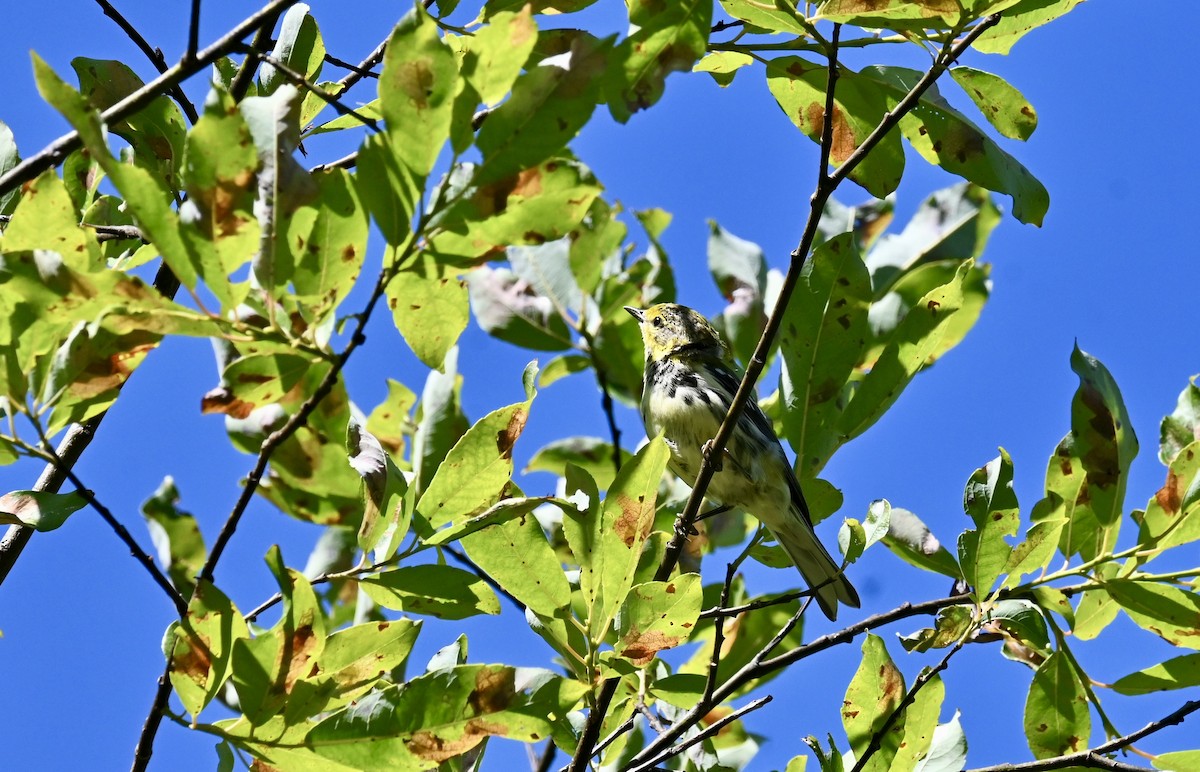 Black-throated Green Warbler - ML639667016