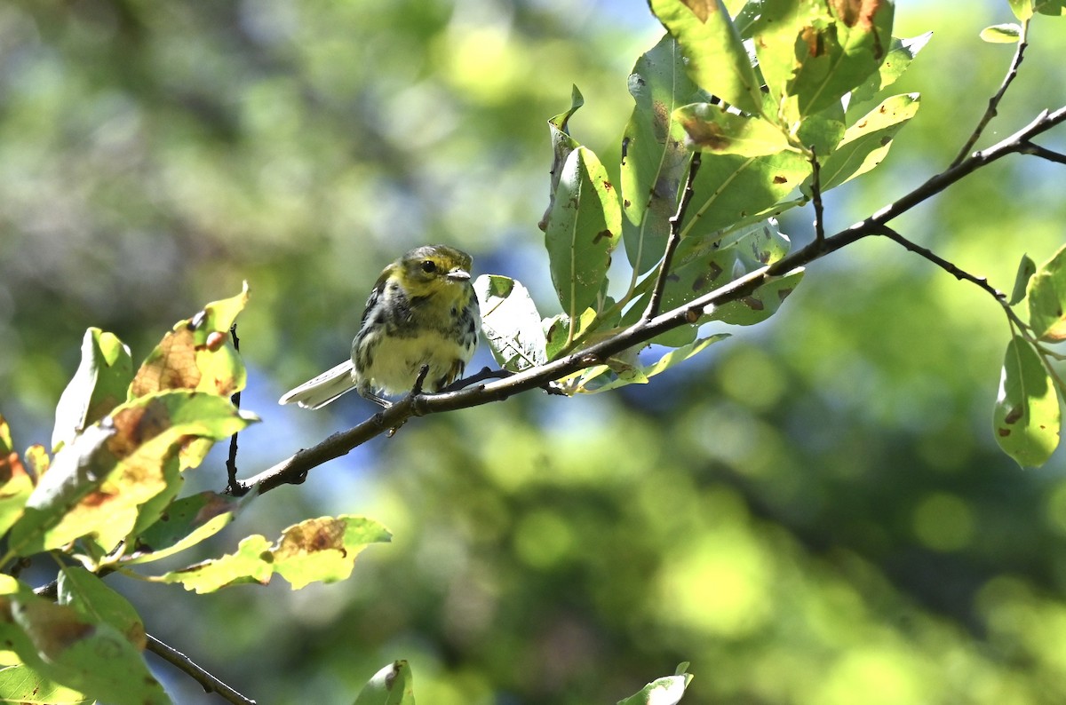 Black-throated Green Warbler - ML639667017