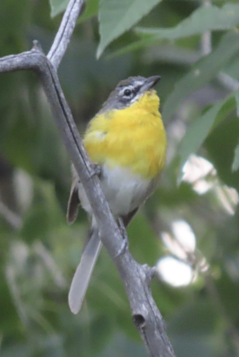 Yellow-breasted Chat - ML639667020