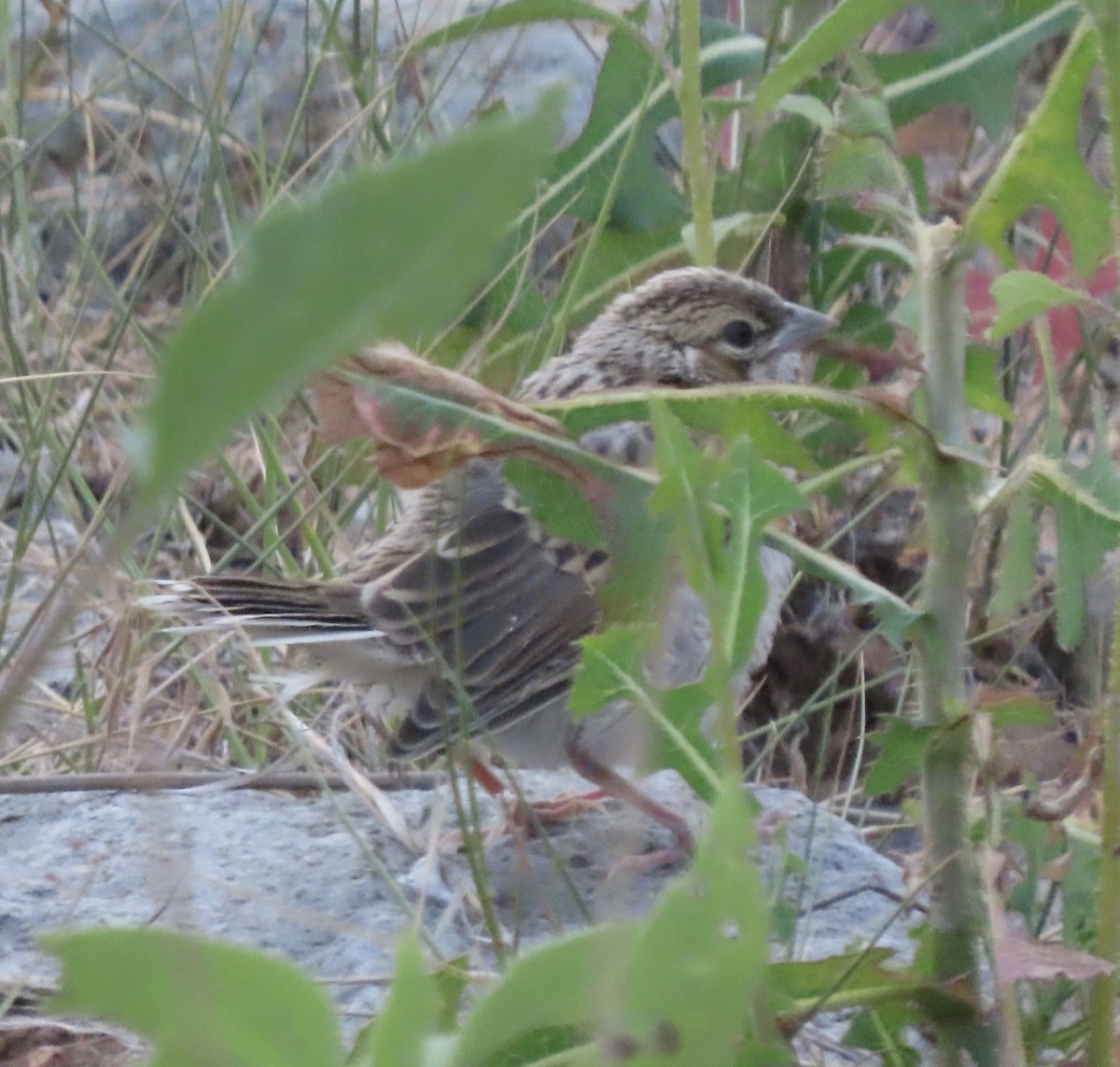 Lark Sparrow - ML639667026