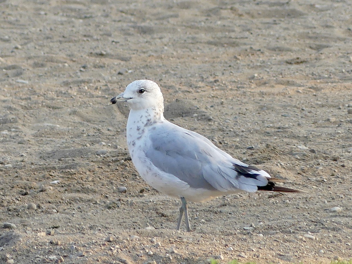 Ring-billed Gull - ML639667027
