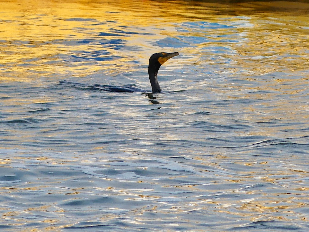 Double-crested Cormorant - ML639667033