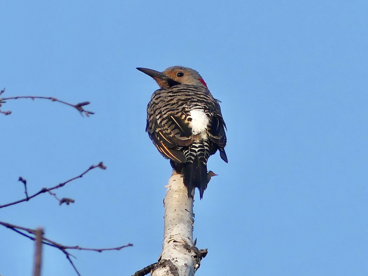 Northern Flicker - ML639667037