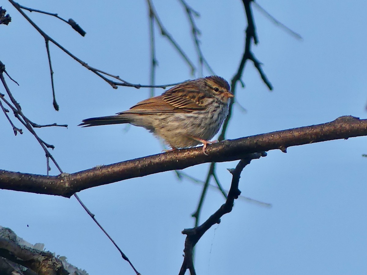 Chipping Sparrow - ML639667042