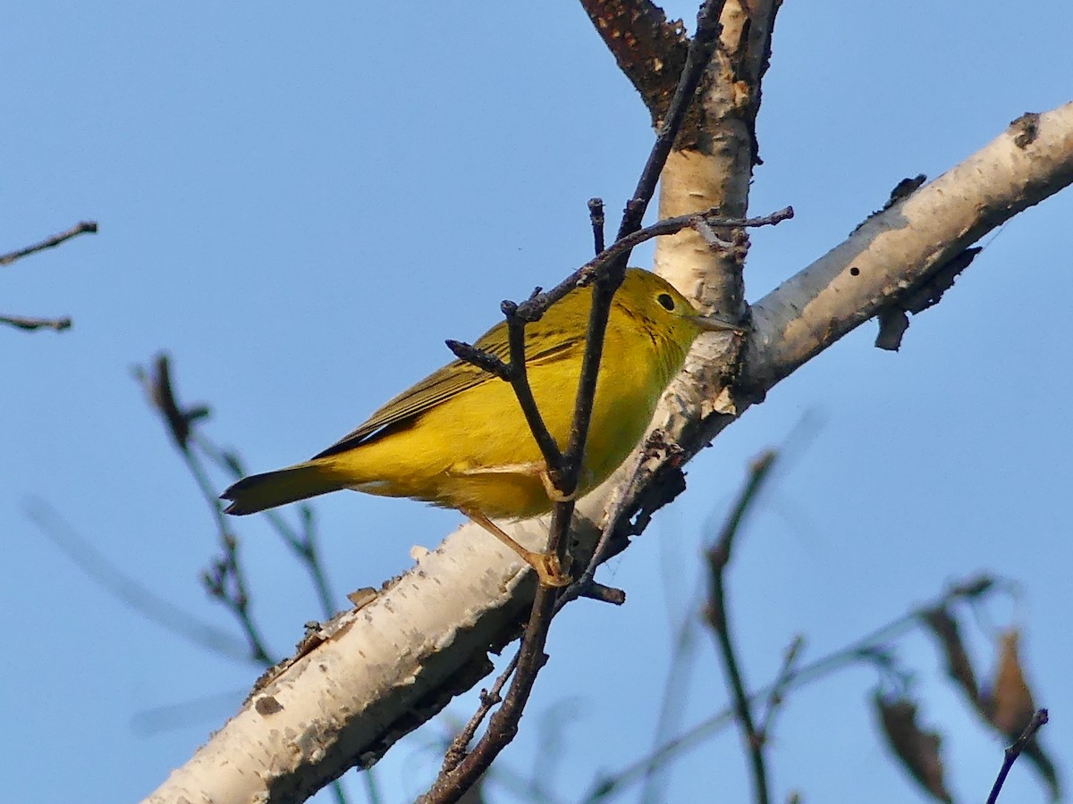 Northern Yellow Warbler - ML639667047