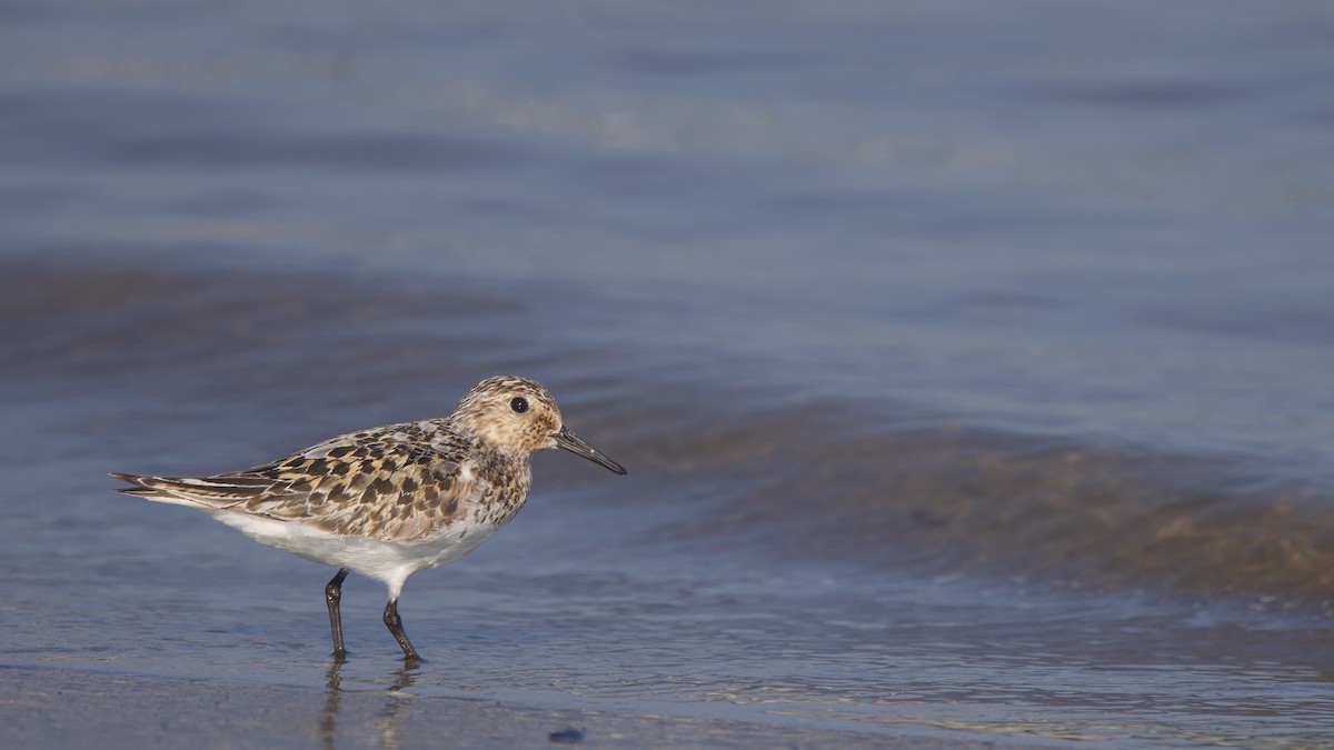 Гурвалж элсэг - ML639667055