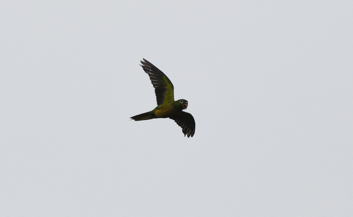 Olive-throated Parakeet (Aztec) - ML639667102