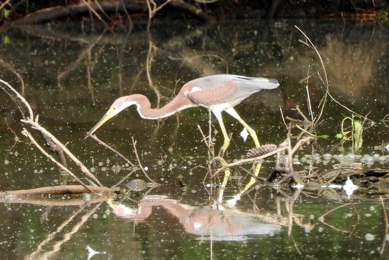 Tricolored Heron - ML639667116