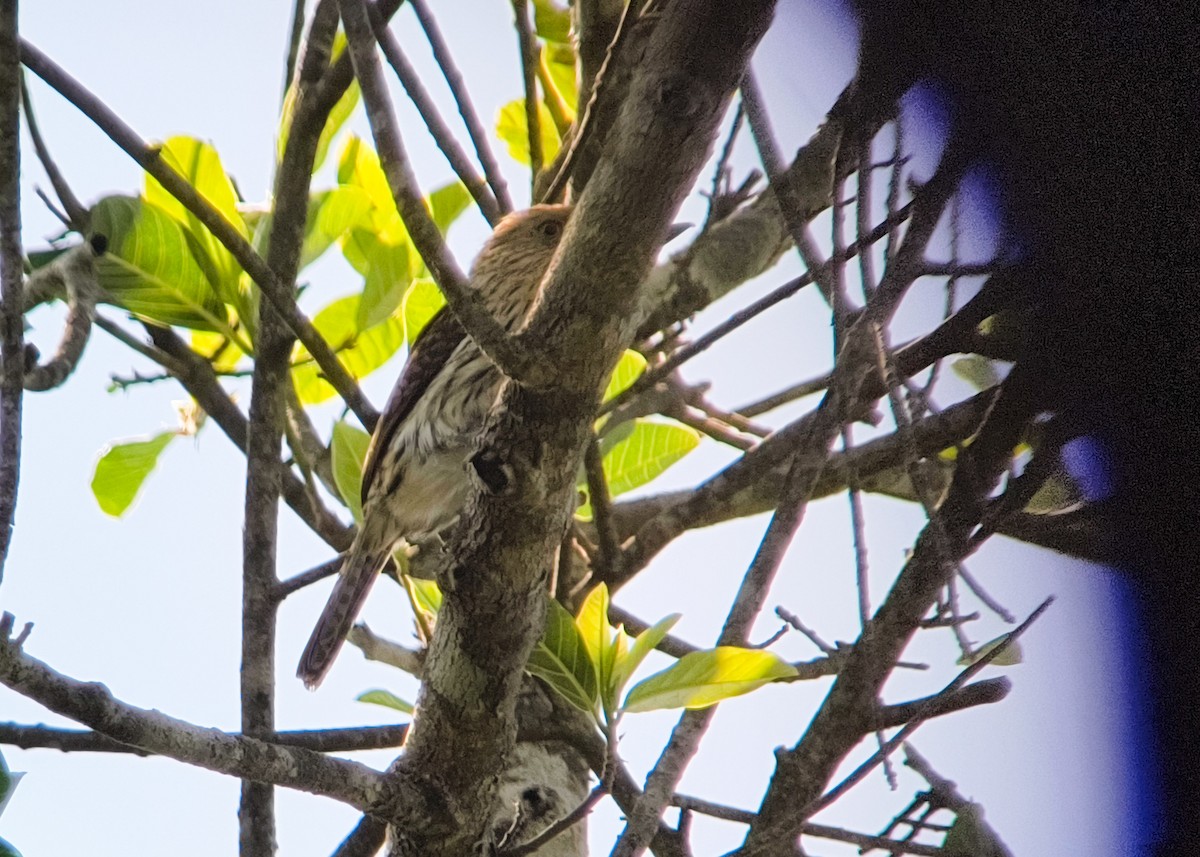 Eastern Striolated-Puffbird - ML639667138