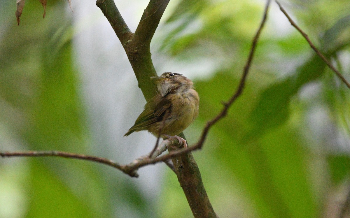 Stub-tailed Spadebill - ML639667265