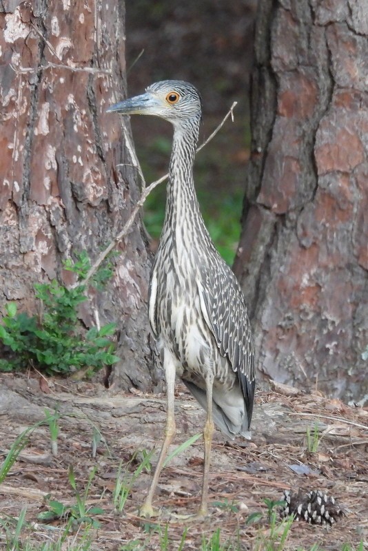 Yellow-crowned Night Heron - ML639667266