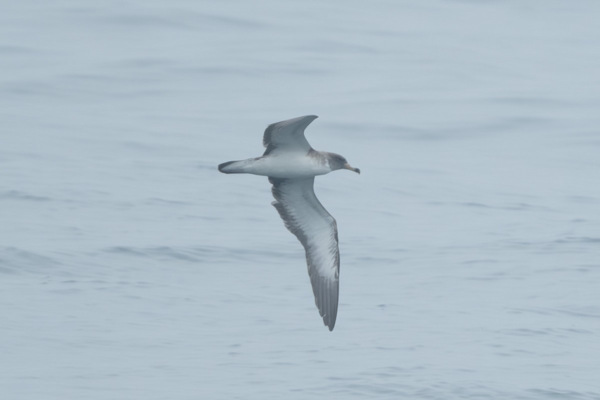 オニミズナギドリ - ML639667358