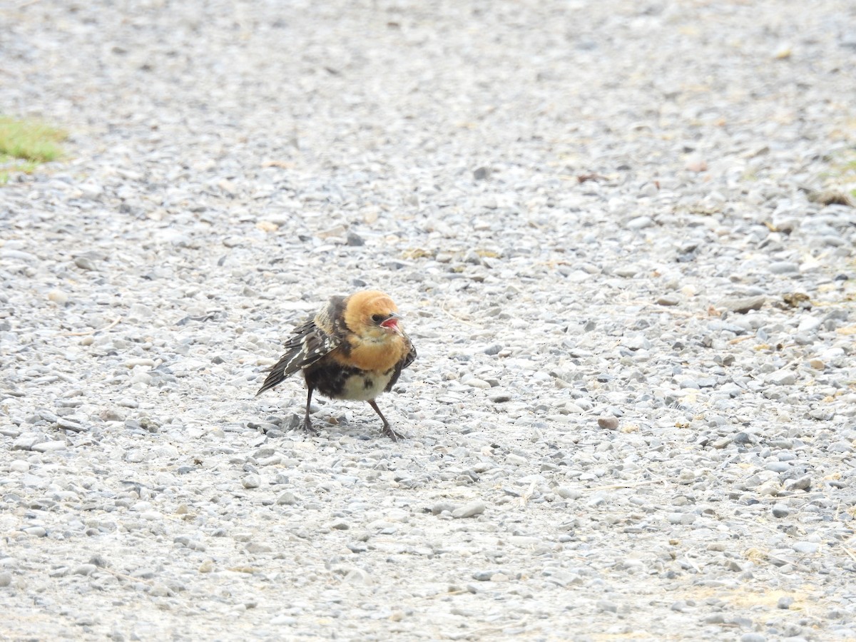 Yellow-headed Blackbird - ML639667458
