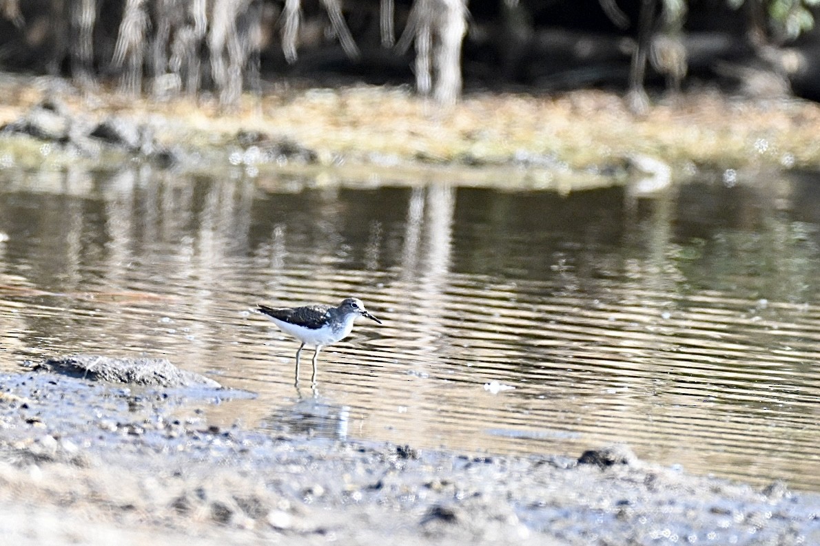 strandsnipe - ML639667464