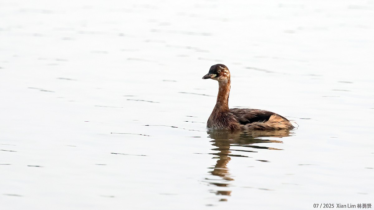 Little Grebe - ML639667529