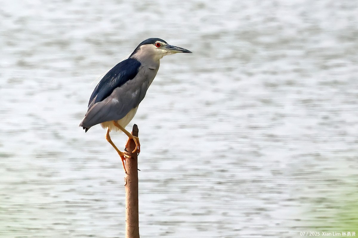 Black-crowned Night Heron - ML639667532