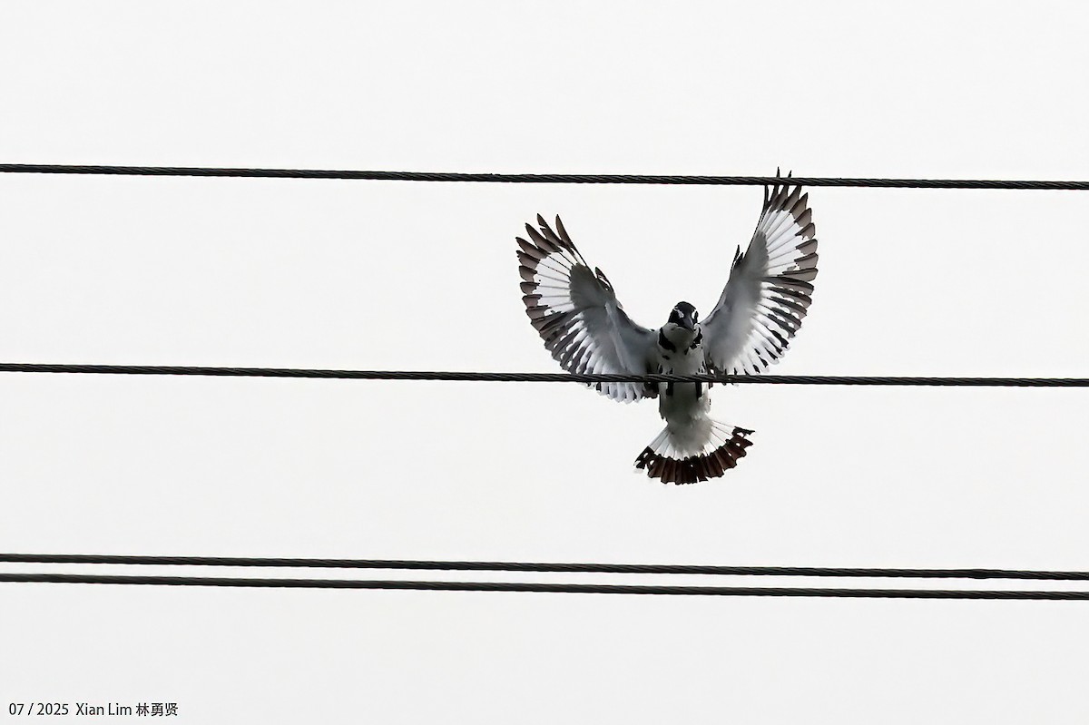 Pied Kingfisher - ML639667541