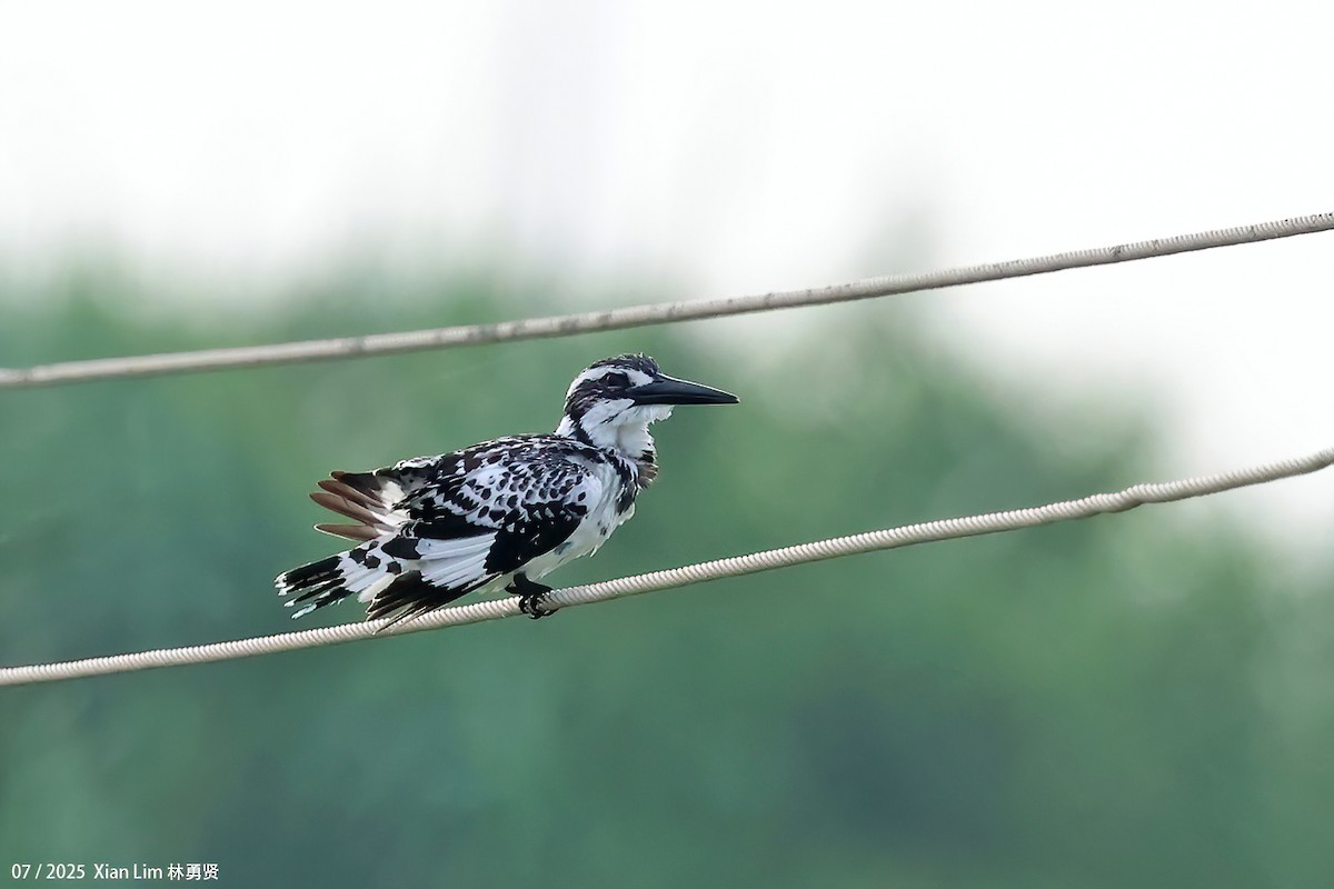Pied Kingfisher - ML639667542