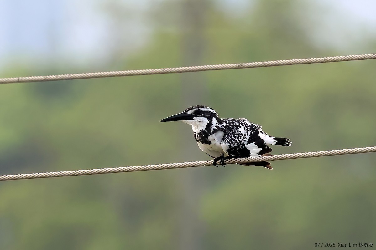 Pied Kingfisher - ML639667543