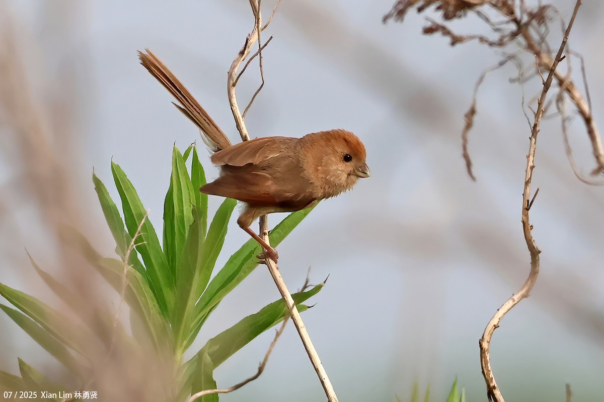 Vinous-throated Parrotbill - ML639667550