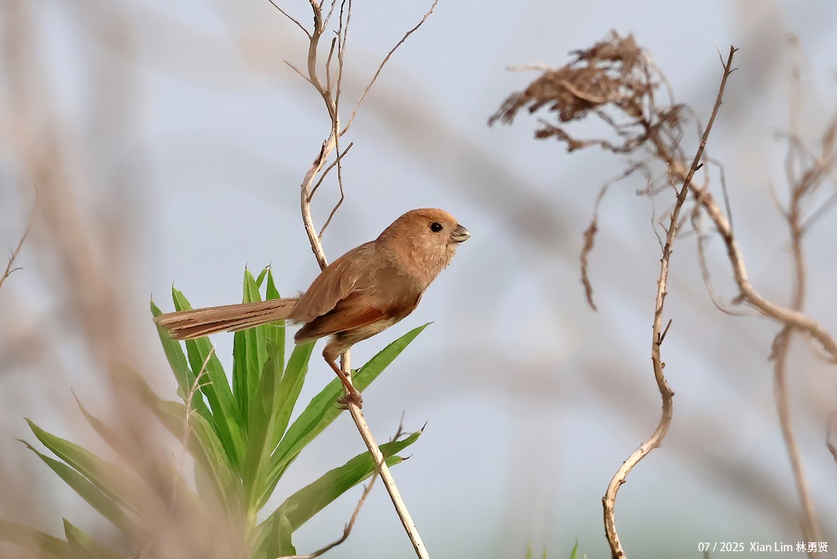 Vinous-throated Parrotbill - ML639667551