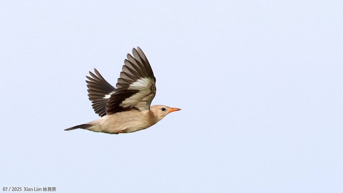 Red-billed Starling - ML639667558