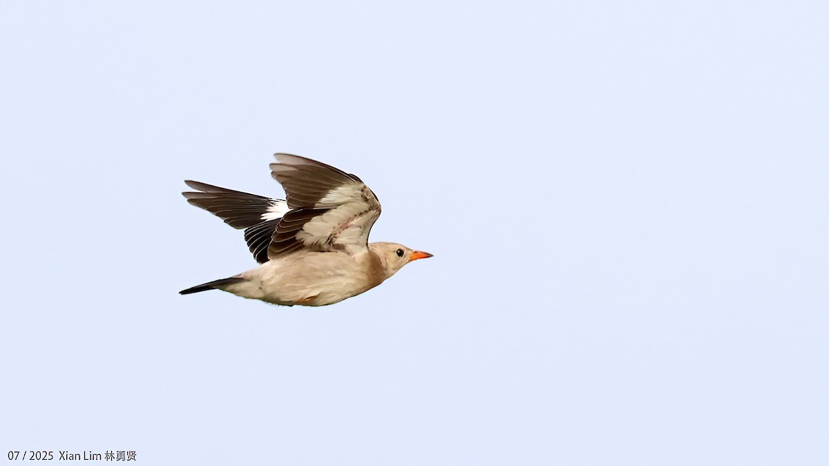 Red-billed Starling - ML639667559