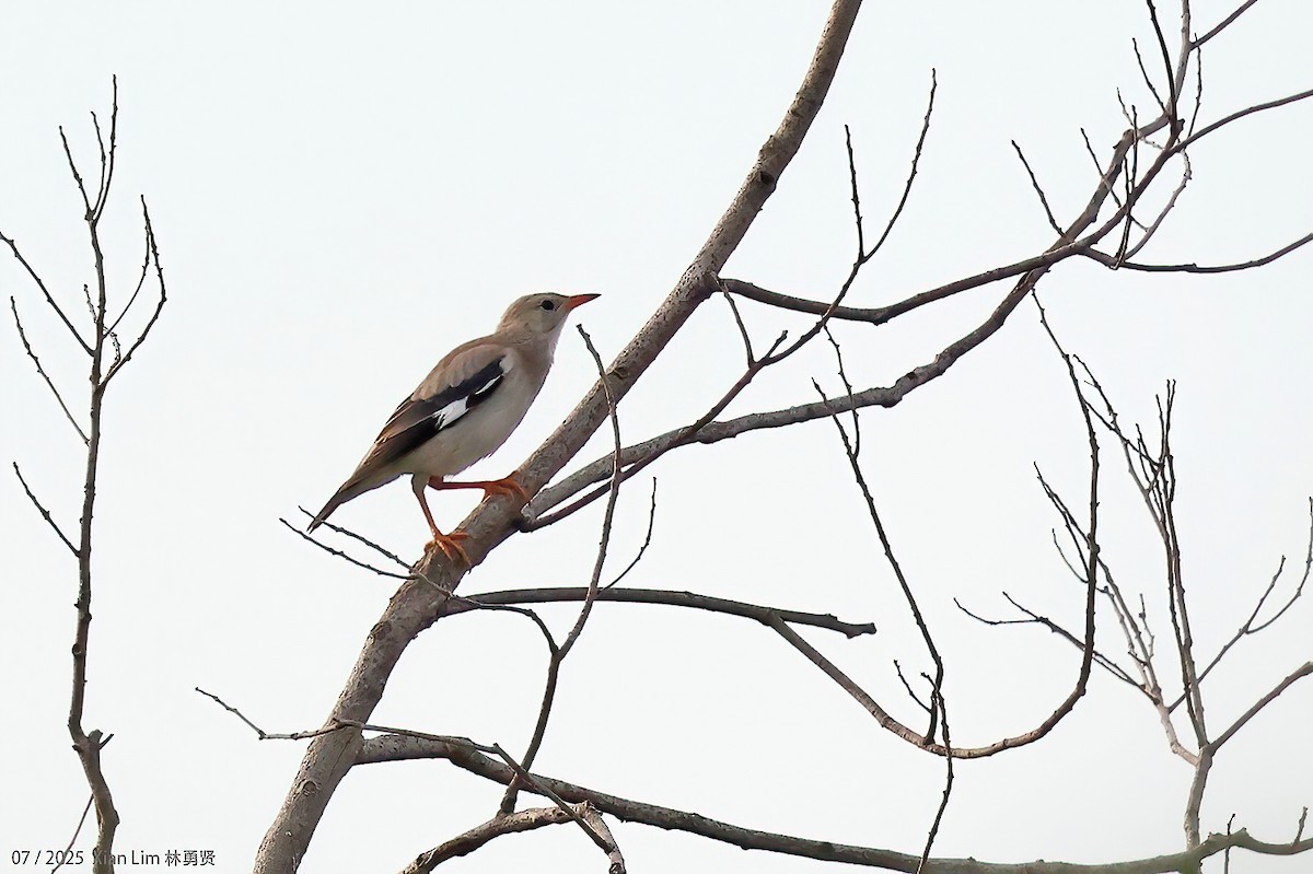 Red-billed Starling - ML639667560