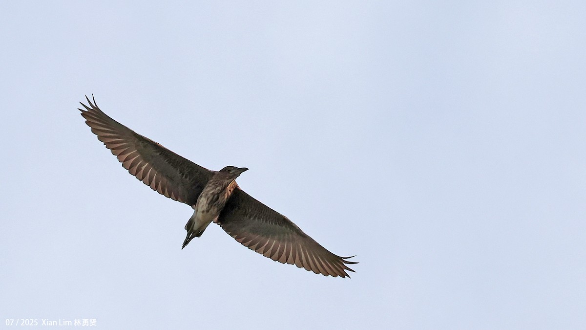 Black-crowned Night Heron - ML639667562
