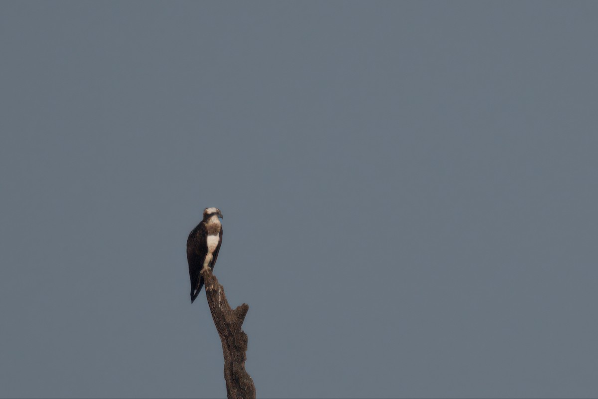 Balık Kartalı - ML639667615