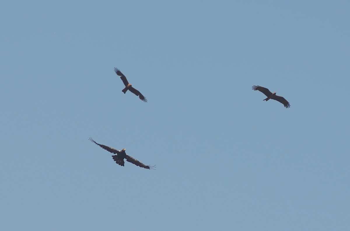 Spanish Eagle - ML639667630