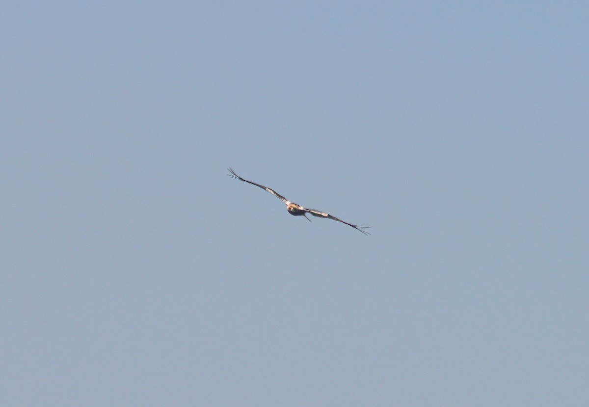 Spanish Eagle - ML639667638