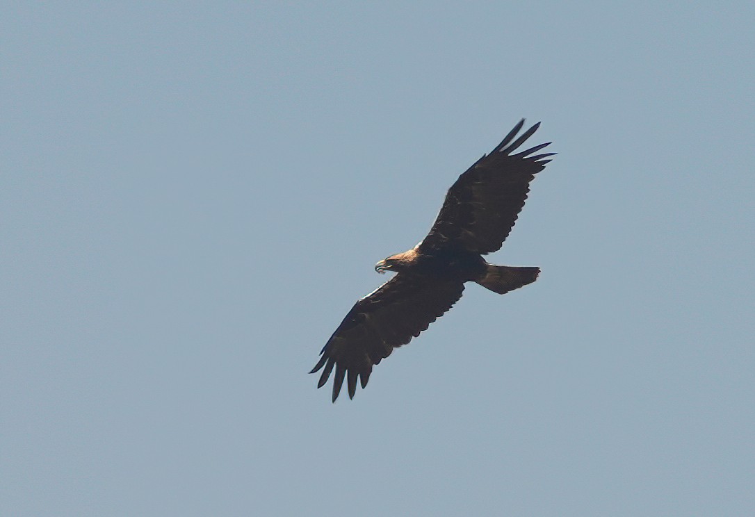 Spanish Eagle - ML639667645