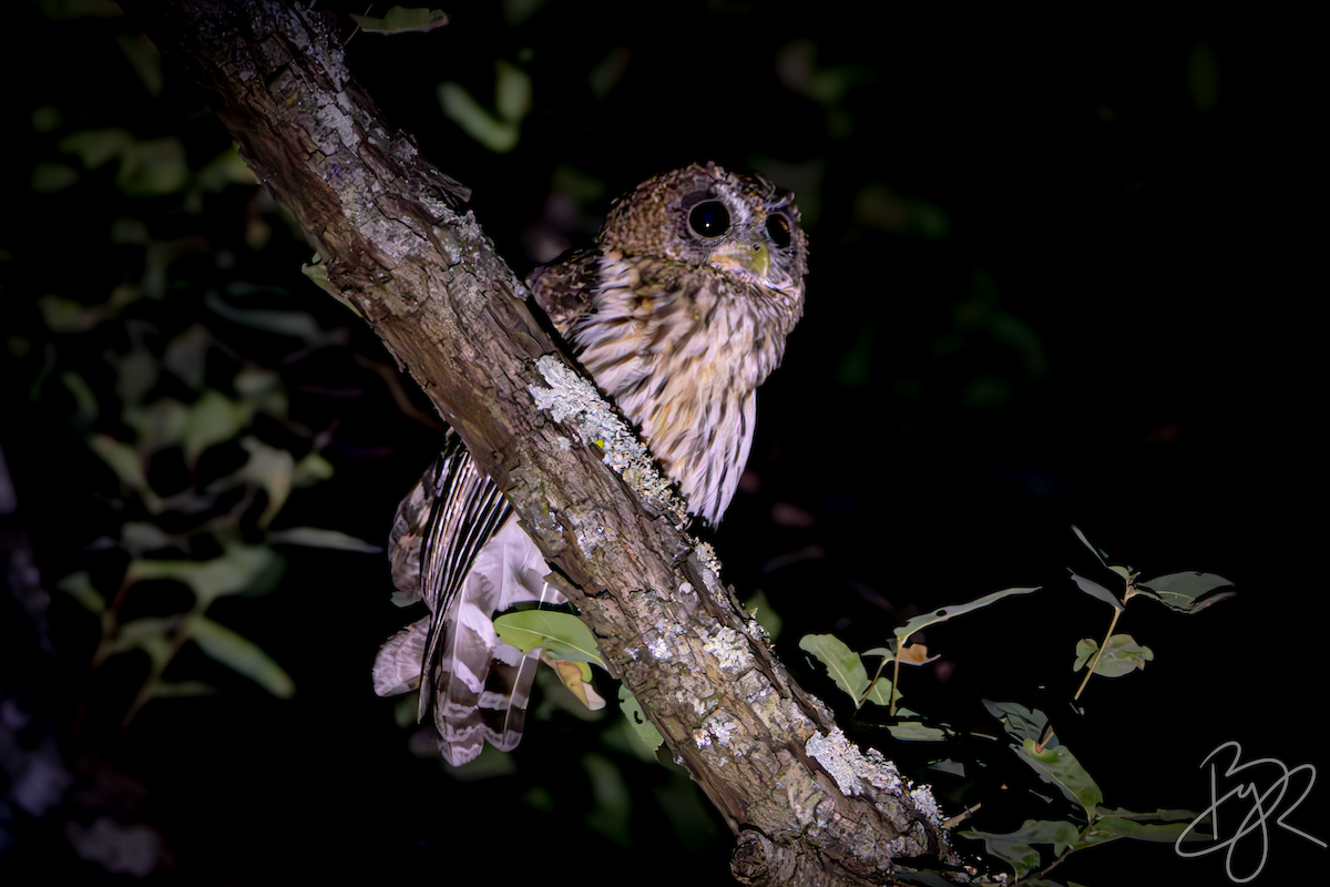 Mottled Owl - ML639667659