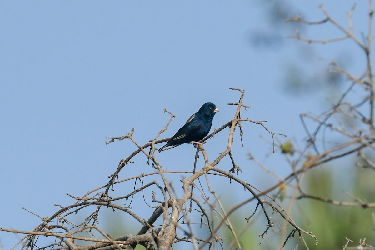 Steel-blue Whydah - ML639667695