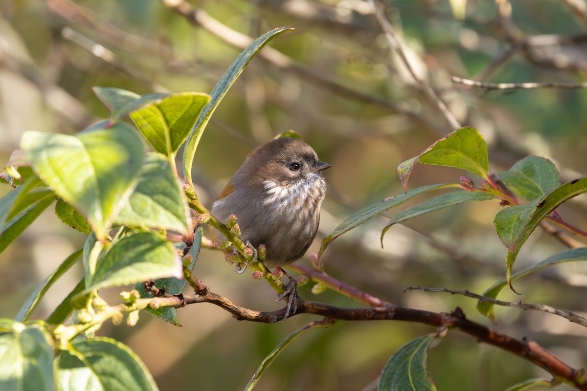 Brown-throated Fulvetta - ML639667737
