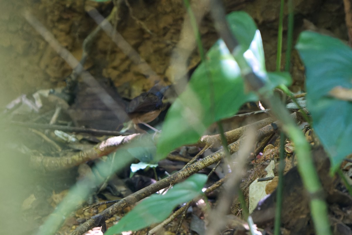 Short-tailed Babbler (Mourning) - ML639667739